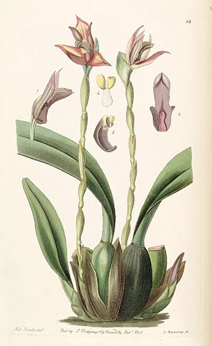 Maxillaria cucullata